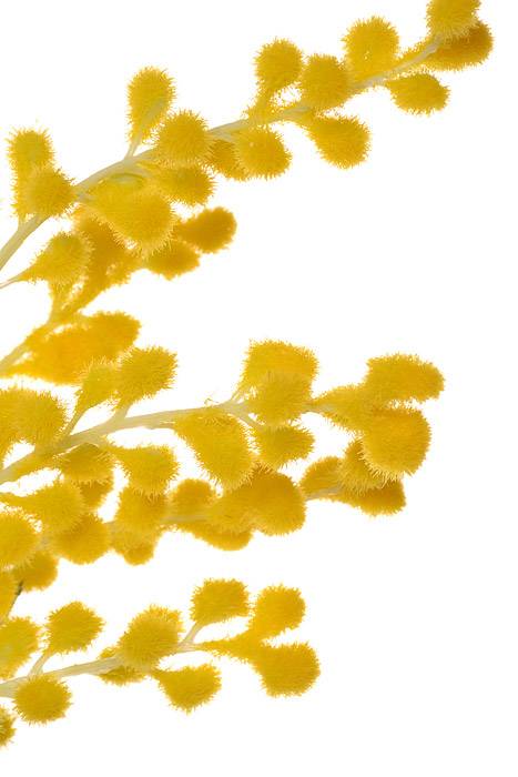 34.5" Mimosa Spray Yellow