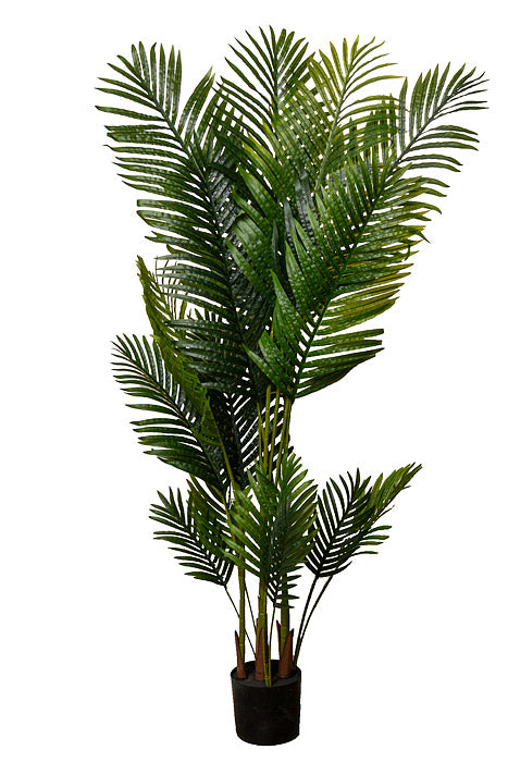 5Ft Travellers Palm Tree In Pot Green