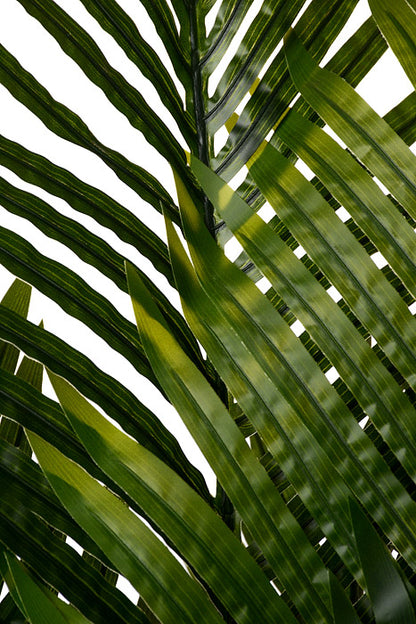 76" Travellers Palm Tree In Pot Green