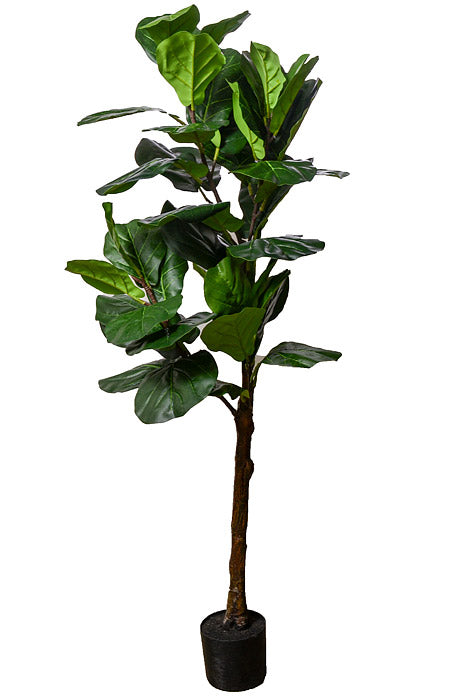59" Fiddle Leaf Tree In Pot Green
