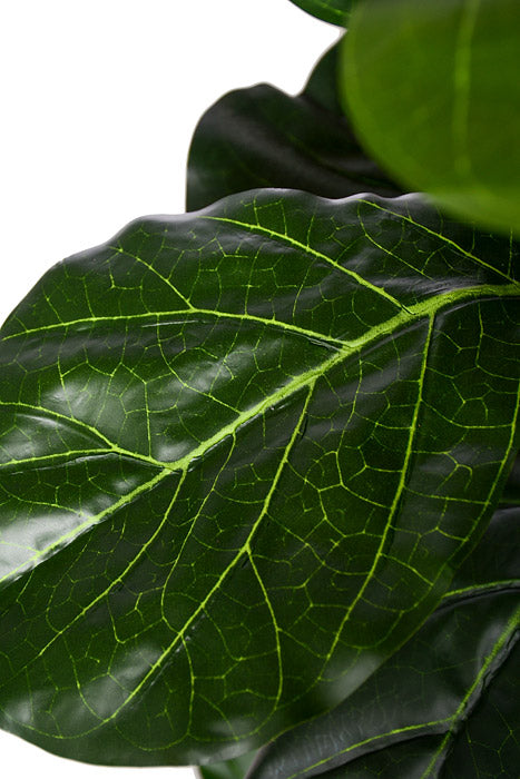 59" Fiddle Leaf Tree In Pot Green