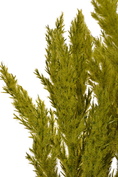 18" Pampas Grass Bundle Green