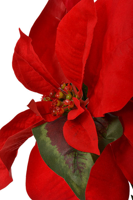 23.5" Majestic Velvet Poinsettia Bush Red