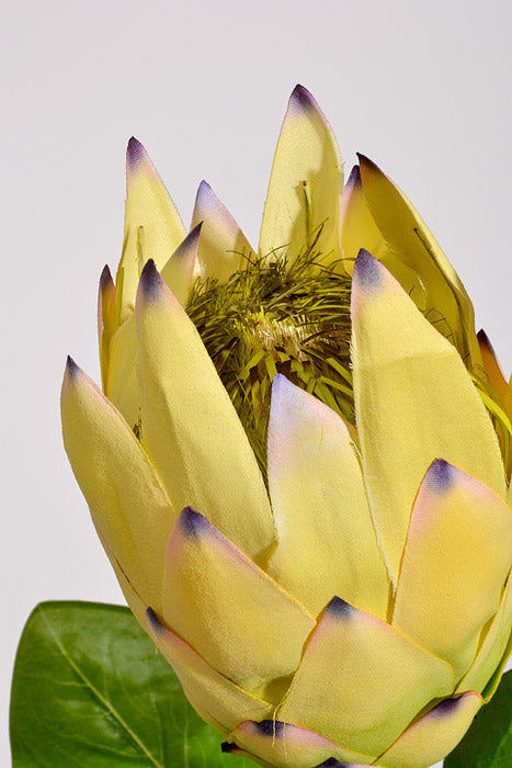 30.5" Silk Protea Spray Yellow