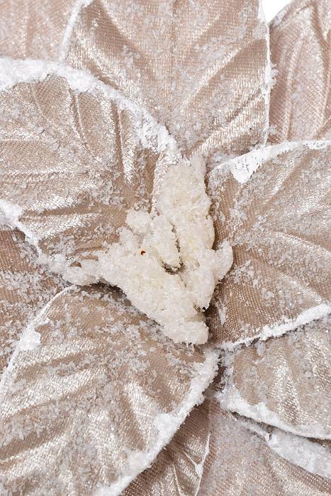 22" Sugar Poinsettia Stem Platinum