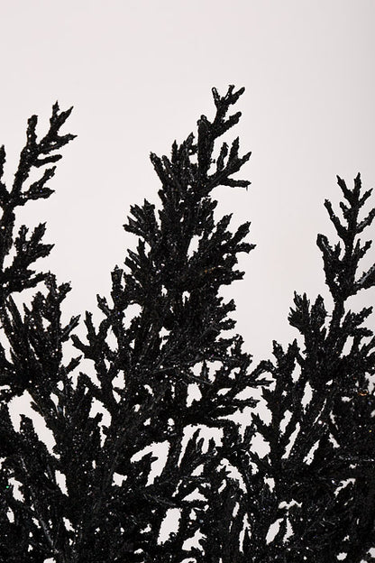 13.5" Cedar Pine Pick with Glitter Black Pkg/6