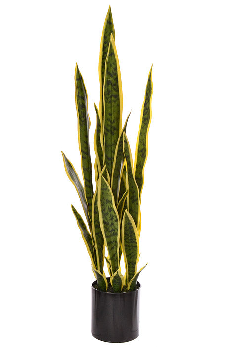 36" Sansevieria In Black Pot Variegated