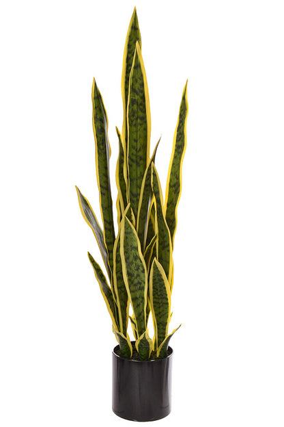 36" Sansevieria In Black Pot Variegated