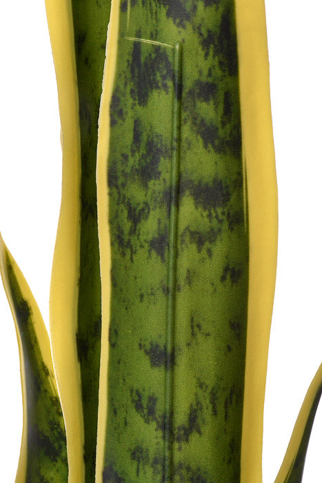 36" Sansevieria In Black Pot Variegated