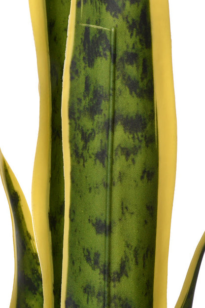 36" Sansevieria In Black Pot Variegated