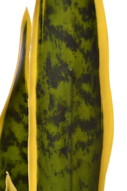 26" Sansevieria In Black Pot Variegated