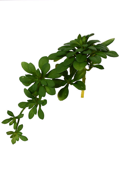 7" Echeveria Pick Green