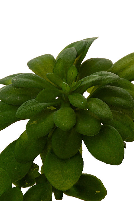 7" Echeveria Pick Green