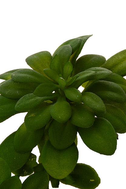 7" Echeveria Pick Green