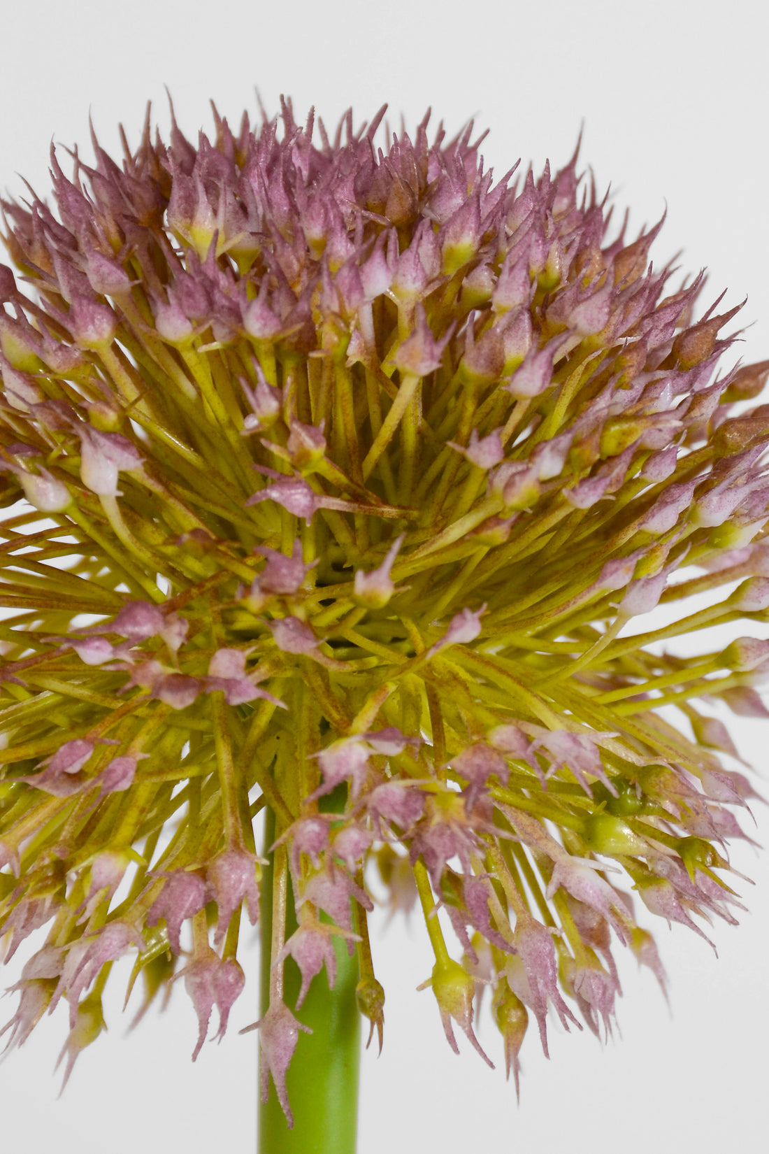 32.5" Alliums Spray White/Lavender
