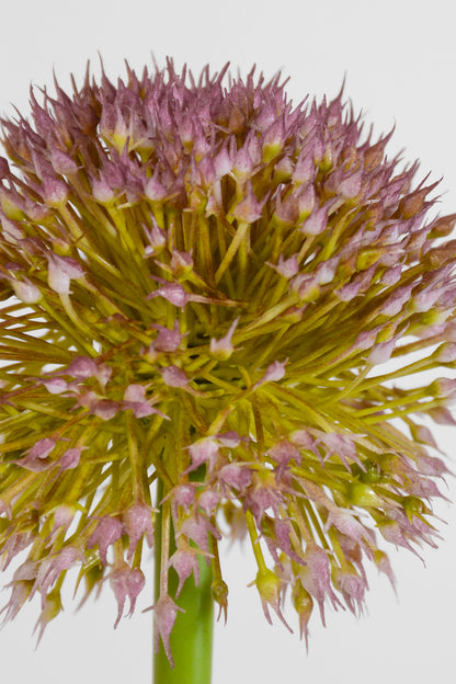 32.5" Alliums Spray White/Lavender