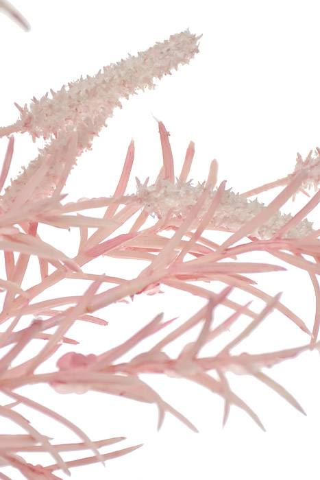 39" Setaria Bush Pink