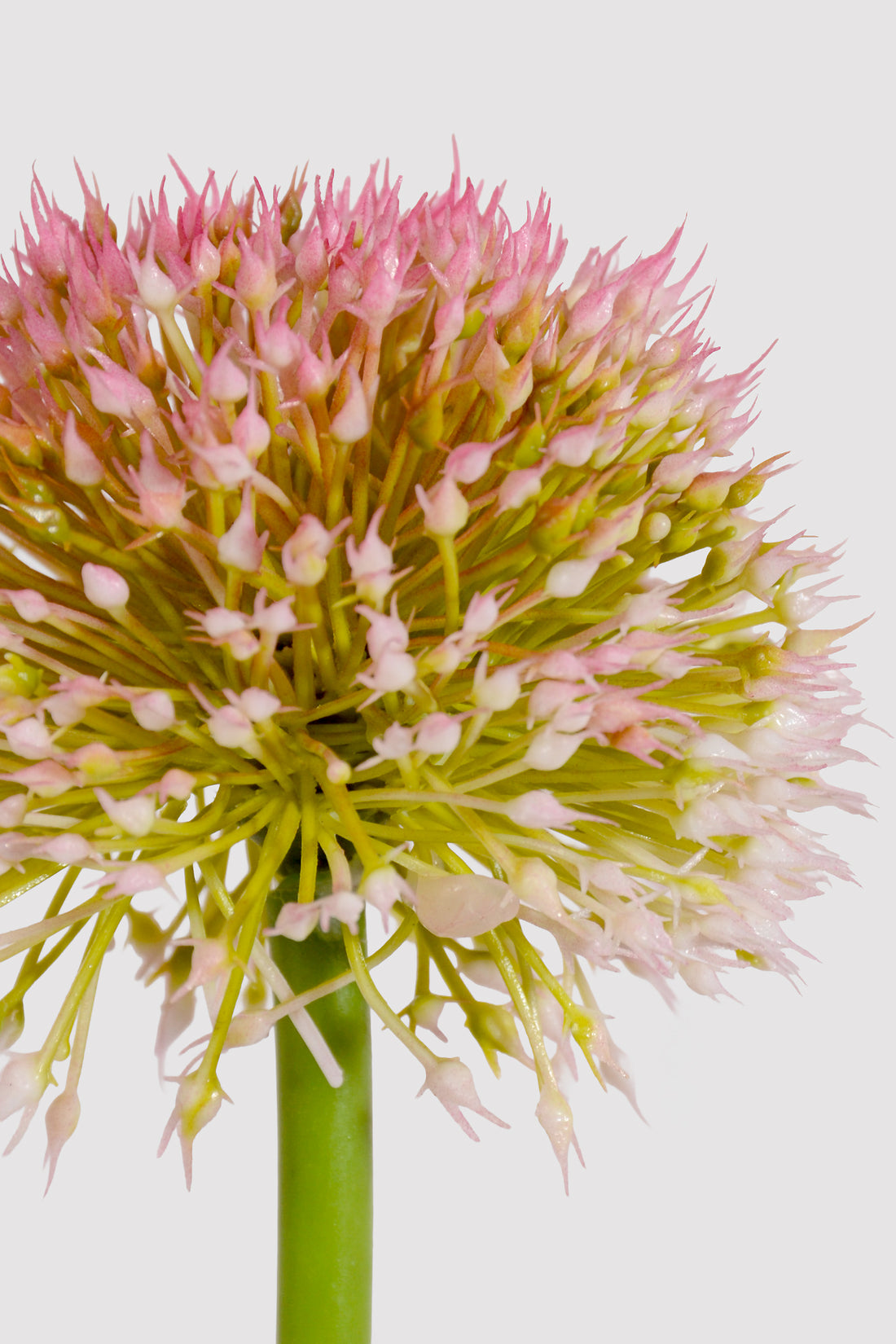 32.5" Alliums Spray Pink