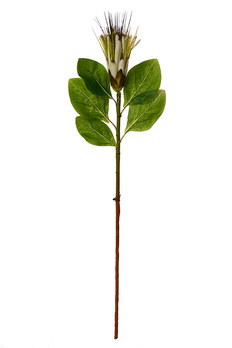 30" Royal Protea Spray White