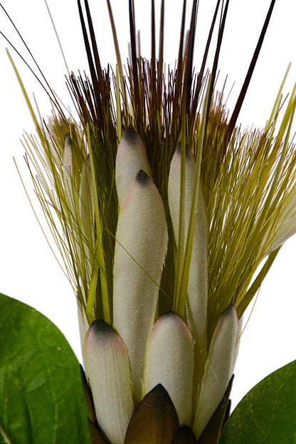 30" Royal Protea Spray White