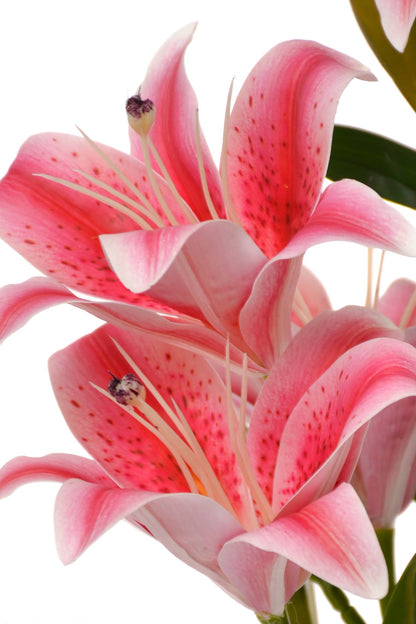 22" Silk Lily Bush Pink
