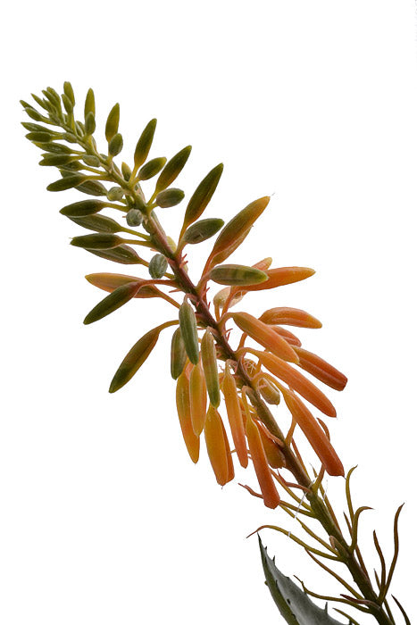 15" Blooming Agave Pick Orange/Green