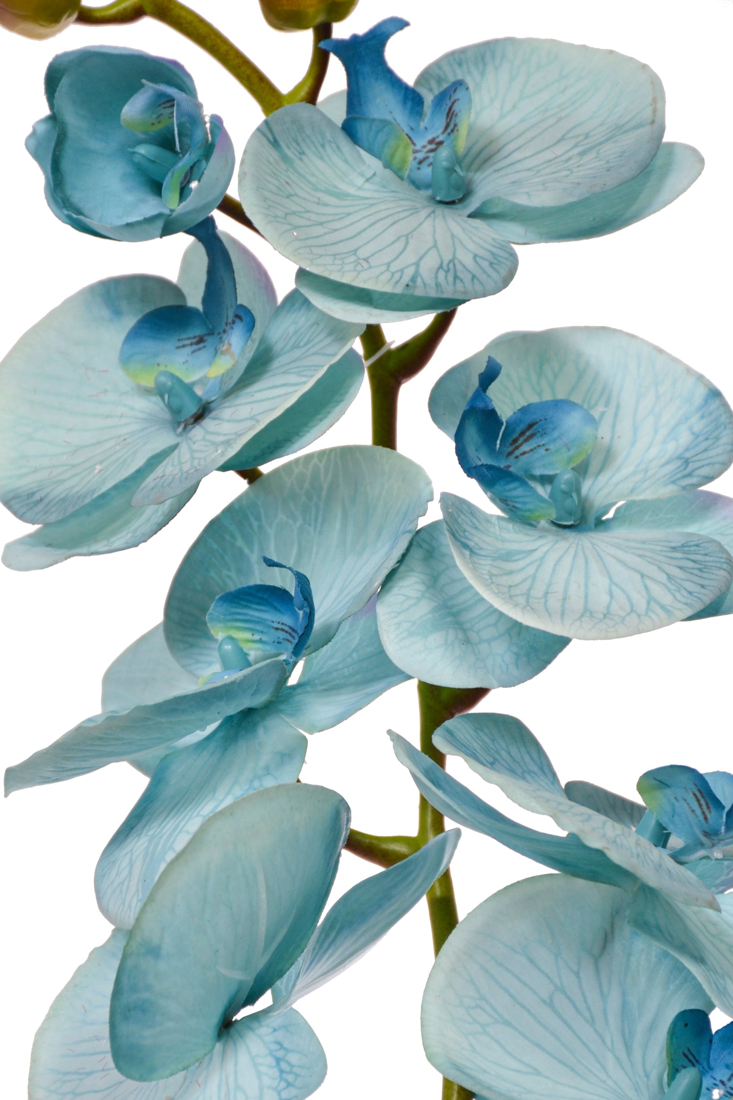 40" Silk Phalaenopsis Spray Blue