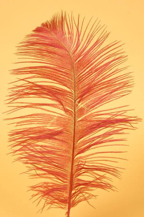 12&quot;-14&quot; Ostrich Feather Red Pkg/12