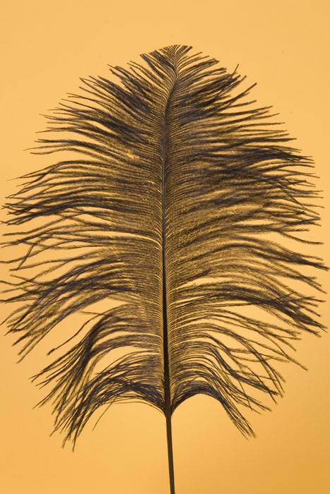 12&quot;-14&quot; Ostrich Feather Black Pkg/12