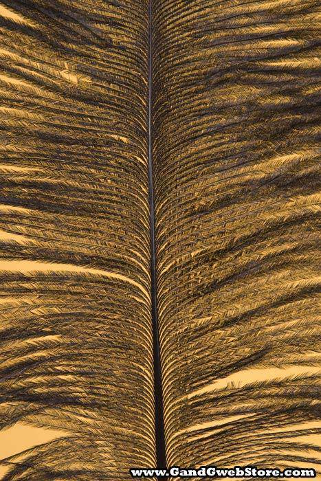 12&quot;-14&quot; Ostrich Feather Black Pkg/12