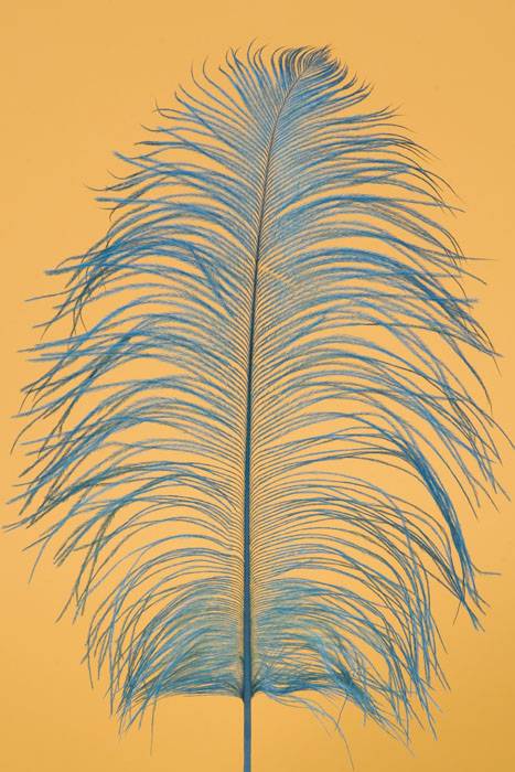 12&quot;-14&quot; Ostrich Feather Turquoise Pkg/12