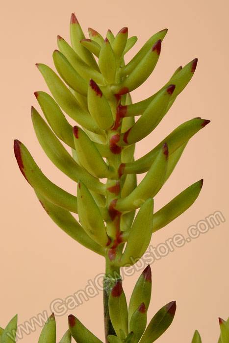 11" Artificial Sedum Pick Green/burgundy