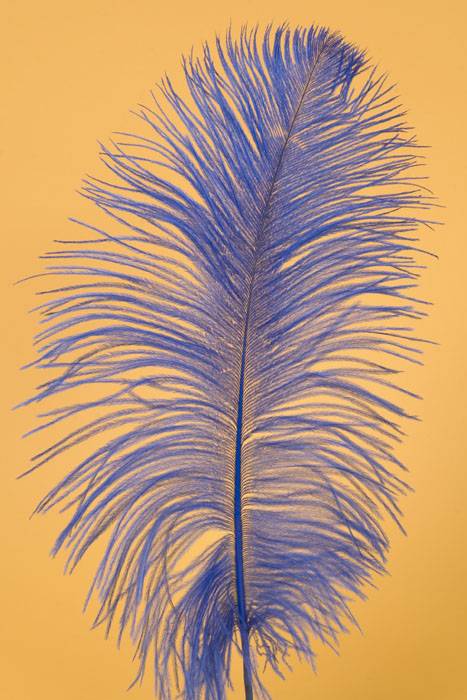 12&quot;-14&quot; Ostrich Feather Royal Blue Pkg/12