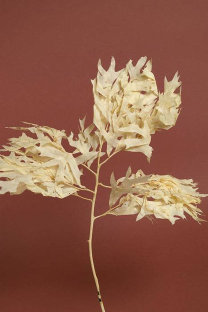 Transparent Oak Leaves White Pkg/1lb