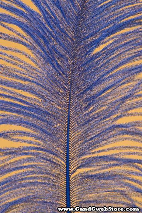 12&quot;-14&quot; Ostrich Feather Royal Blue Pkg/12