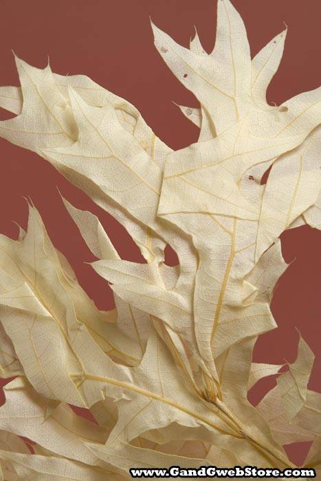 Transparent Oak Leaves White Pkg/1lb
