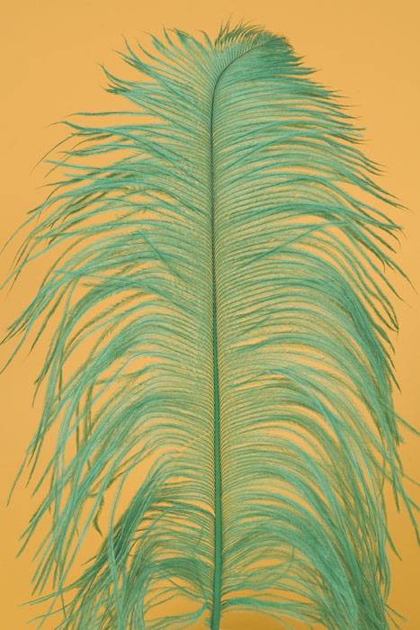12&quot;-14&quot; Ostrich Feather Kelly Pkg/12