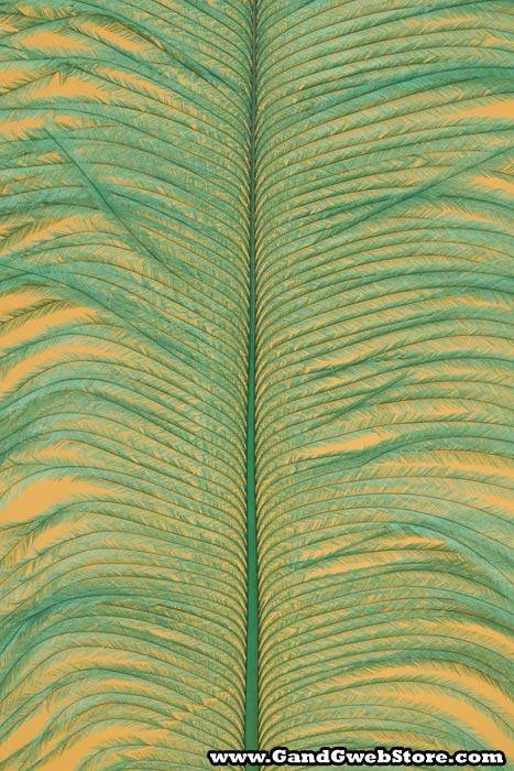 12&quot;-14&quot; Ostrich Feather Kelly Pkg/12