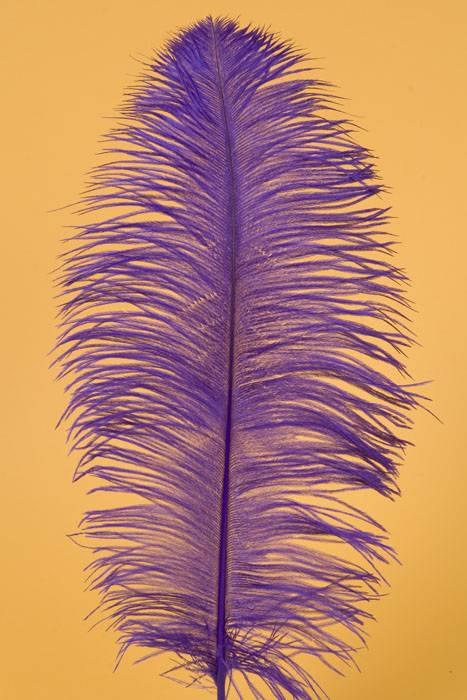 12&quot;-14&quot; Ostrich Feather Purple Pkg/12