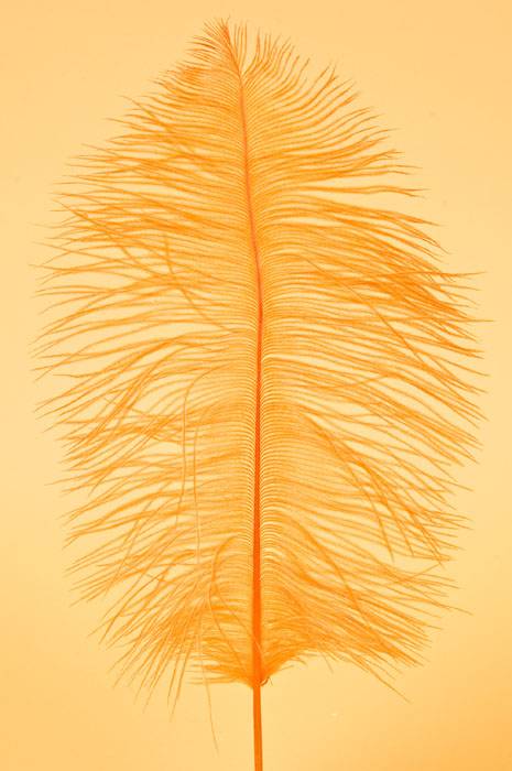12"-14" Ostrich Feather Orange Pkg/12