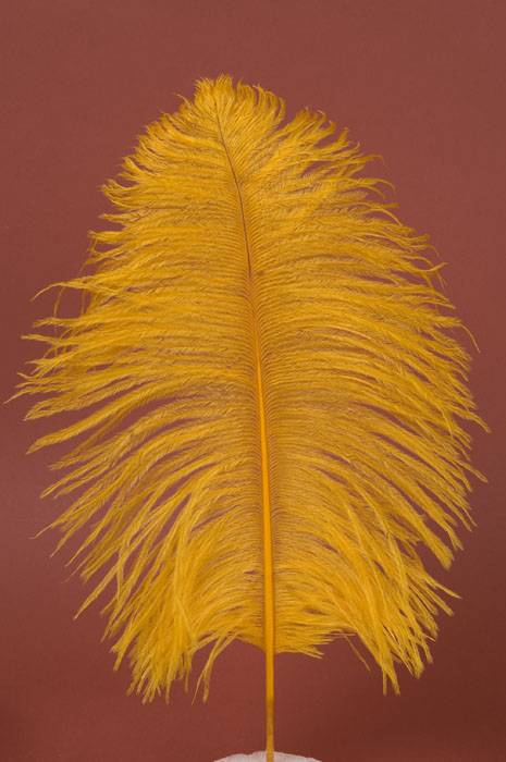 12&quot;-14&quot; Ostrich Feather Gold Pkg/12