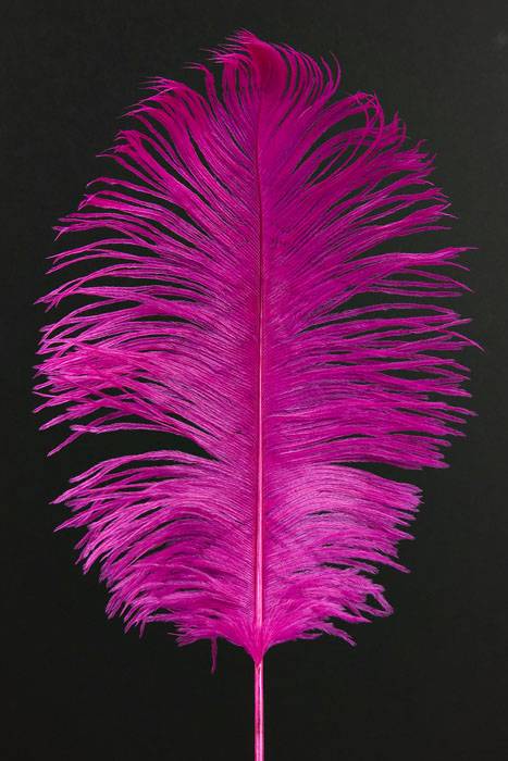 12&quot;-14&quot; Ostrich Feather Hot Pink Pkg/12