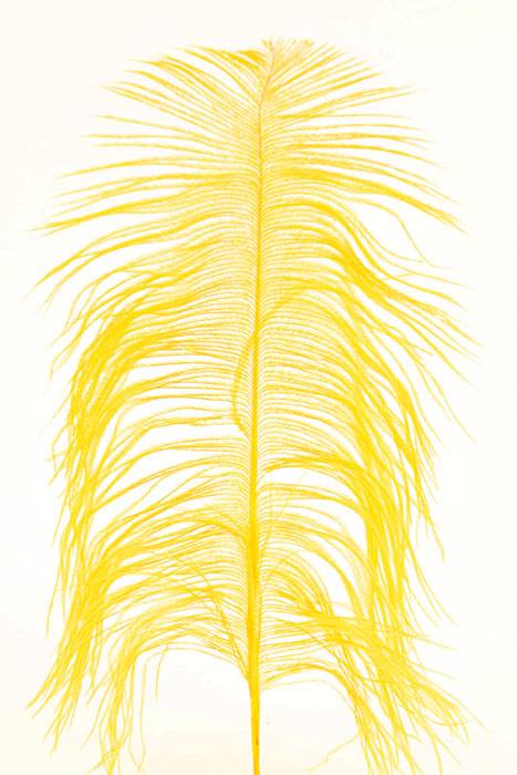 12"-14" Ostrich Feather Yellow Pkg/12