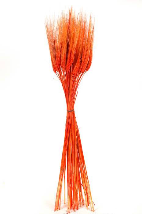 Triticum Wheat 8oz Orange