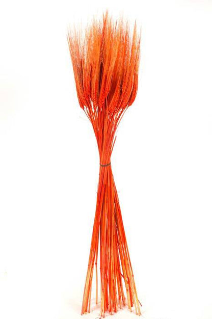 Triticum Wheat 8oz Orange