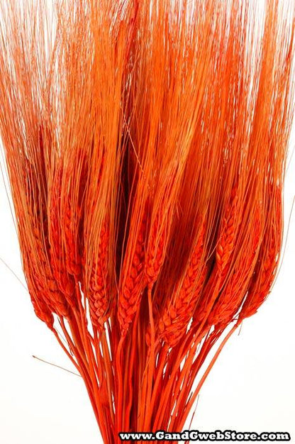 Triticum Wheat 8oz Orange