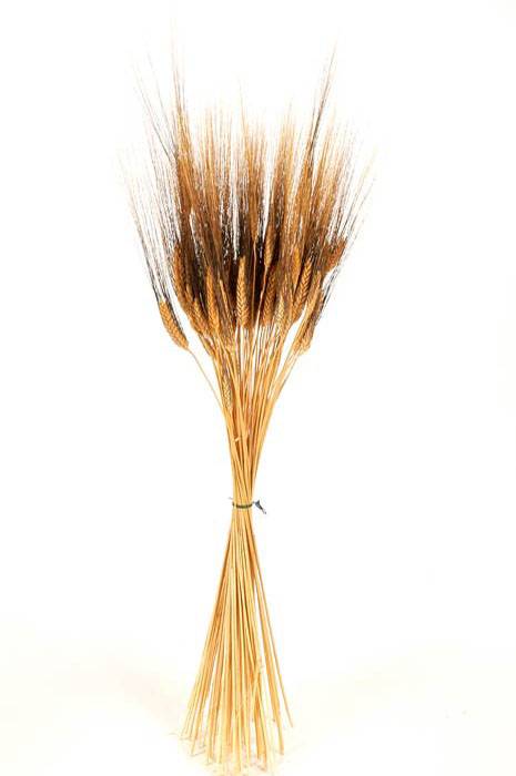 35" Blackbeard Wheat 8oz Packed Natural