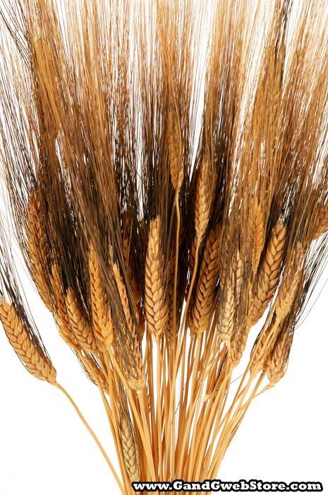 35" Blackbeard Wheat 8oz Packed Natural