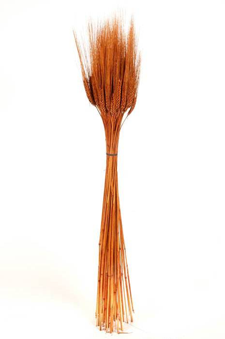 Triticum Wheat 8oz Rust