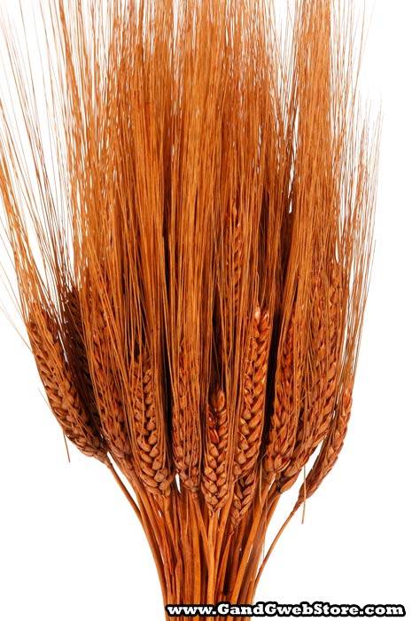 Triticum Wheat 8oz Rust